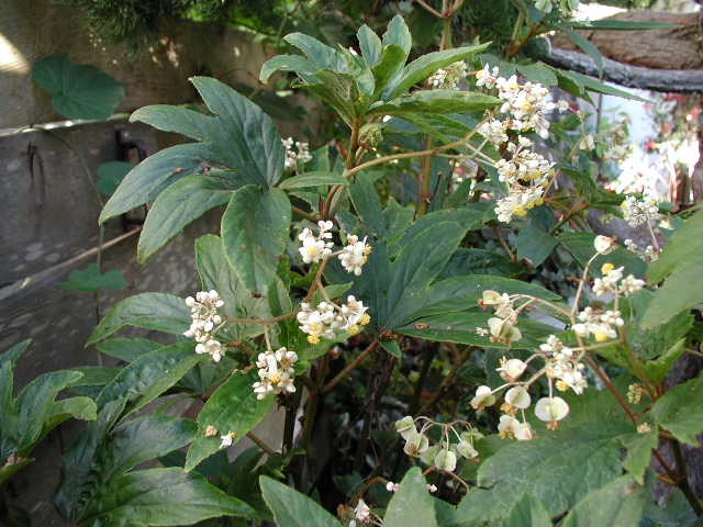 B. ‘Rudy's Luxurians’